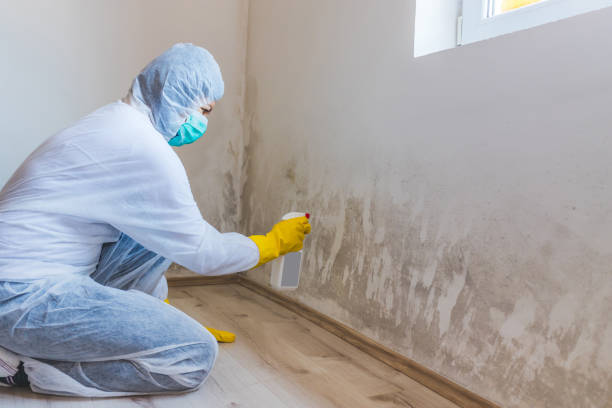 Mold Remediation specialist working in Brandy Station